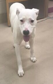 CHATA - ID#A016955